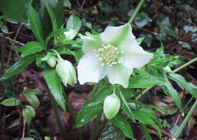  Image name: elleboro verde3.jpg 
 width: 750 pixel 
 height: 531 pixel 
 Size: 56612 bytes 
 Click to enlarge 